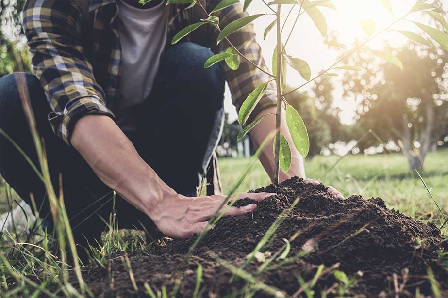 planting-tree planting-tree