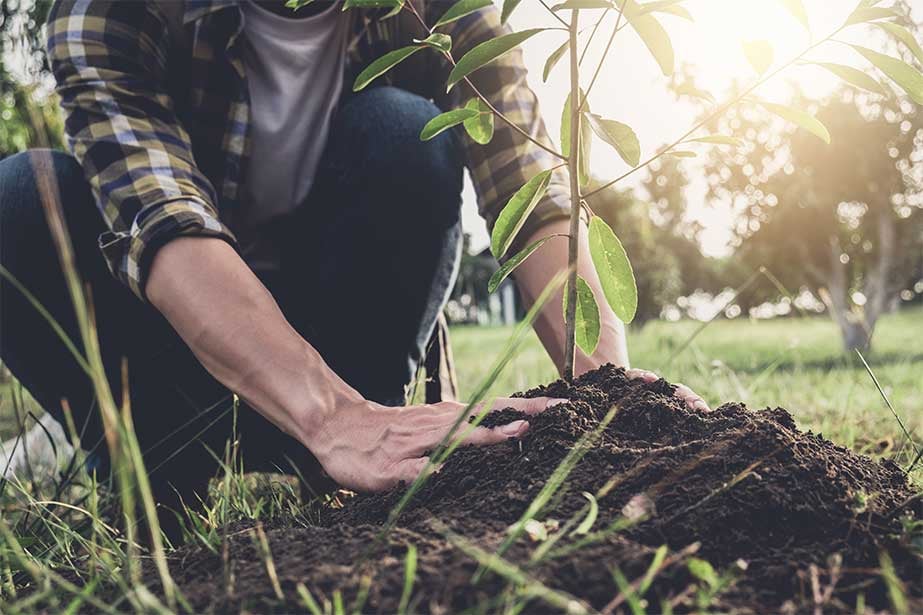 planting-tree